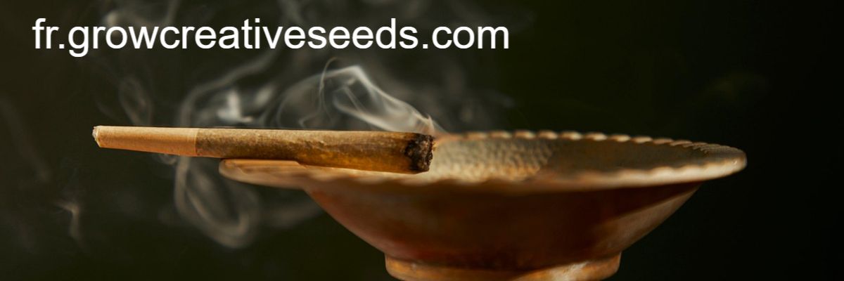 fr.growcreativeseeds.com